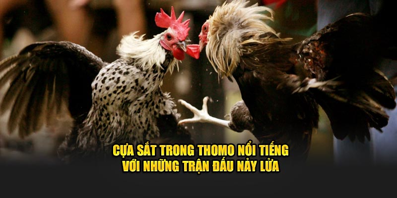 Cựa sắt trong Thomo nổi tiếng với những trận đấu nảy lửa 