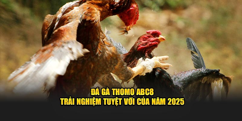 Trải nghiệm tuyệt vời cùng đá gà thomo ABC8